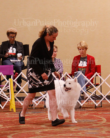 SCA2019 D AM BRED-9927