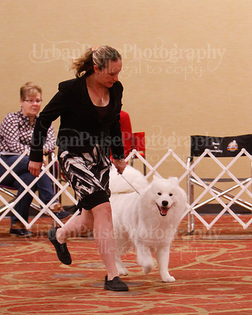 SCA2019 D AM BRED-9928