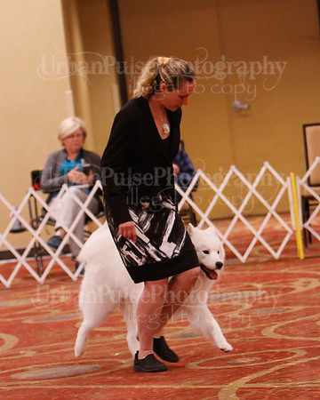 SCA2019 D AM BRED-9931