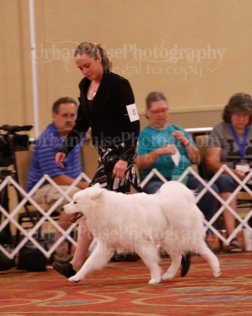 SCA2019 D AM BRED-9938