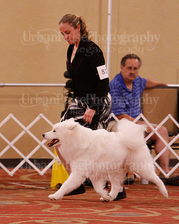 SCA2019 D AM BRED-9939