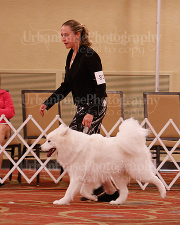 SCA2019 D AM BRED-9945