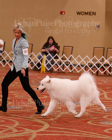 SCA2019 D AM BRED-9961