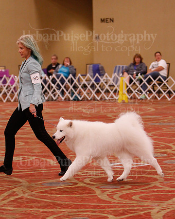 SCA2019 D AM BRED-9963