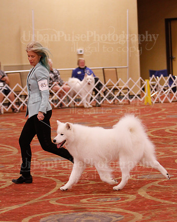 SCA2019 D AM BRED-9966