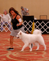 SCA2019 BEST OF-0617 PUPPY