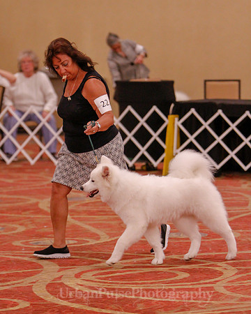 SCA2019 BEST OF-0617 PUPPY
