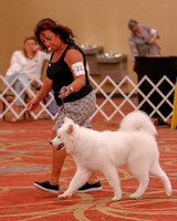 SCA2019 BEST OF-0618 PUPPY