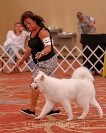 SCA2019 BEST OF-0618 PUPPY