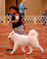 SCA2019 BEST OF-0624 PUPPY
