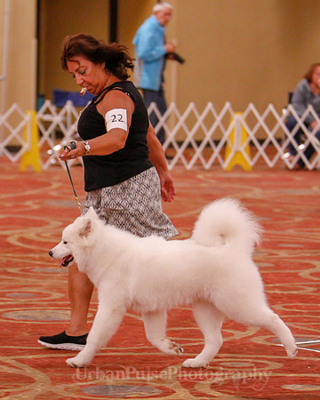 SCA2019 BEST OF-0624 PUPPY