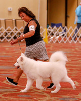 SCA2019 BEST OF-0625 PUPPY
