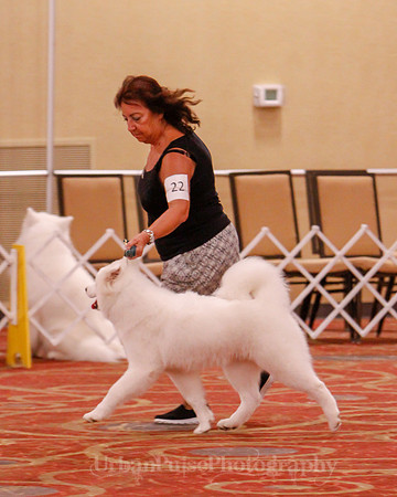 SCA2019 BEST OF-0632 PUPPY