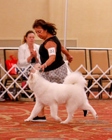 SCA2019 BEST OF-0633 PUPPY