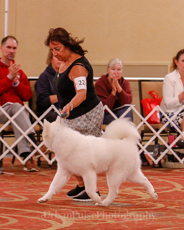 SCA2019 BEST OF-0634 PUPPY