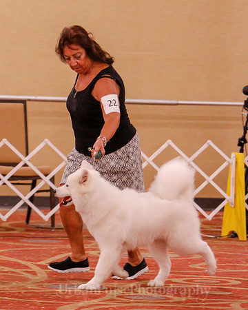 SCA2019 BEST OF-0636 PUPPY