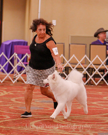 SCA2019 BEST OF-0640 PUPPY