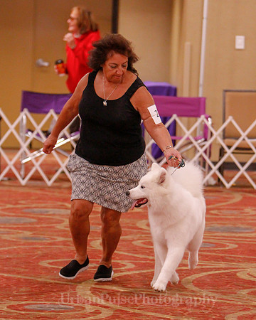 SCA2019 BEST OF-0641 PUPPY