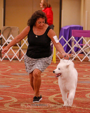 SCA2019 BEST OF-0642 PUPPY
