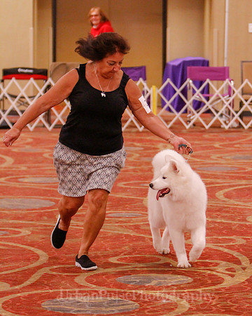 SCA2019 BEST OF-0643 PUPPY