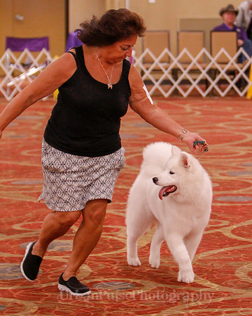 SCA2019 BEST OF-0644 PUPPY