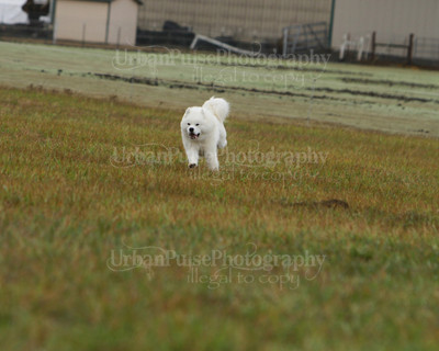 SCA2016_LURE COURSING-7586