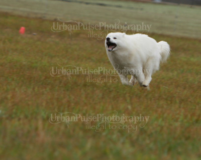SCA2016_LURE COURSING-7589