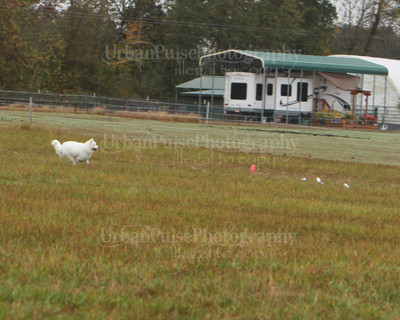SCA2016_LURE COURSING-7779
