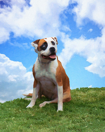 DOG_DSC08557