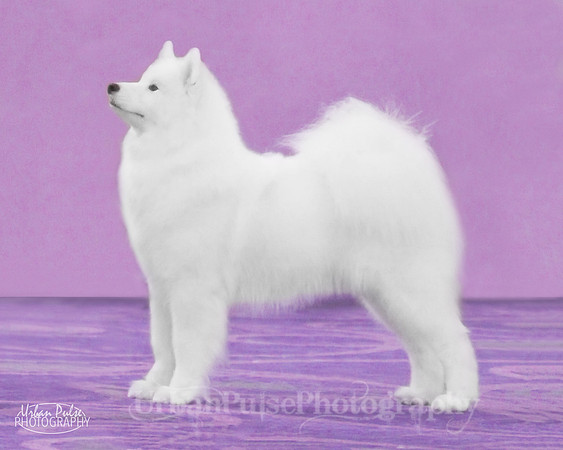 0335 - lavender