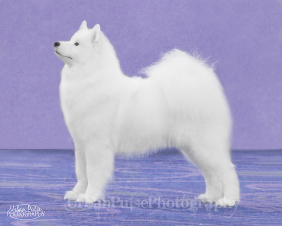 0335 purple