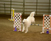 2016 AGILITY MON JWW NOVICE