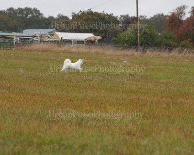 SCA2016_LURE COURSING-7764