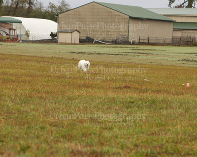 SCA2016_LURE COURSING-7272