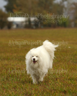 SCA2016_LURE COURSING-7306