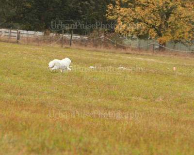 SCA2016_LURE COURSING-7313