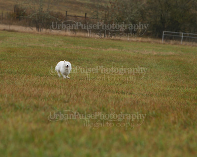 SCA2016_LURE COURSING-7711