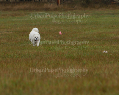 SCA2016_LURE COURSING-7619