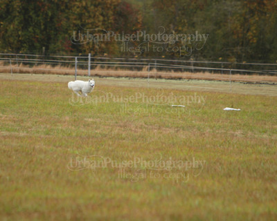 SCA2016_LURE COURSING-7368