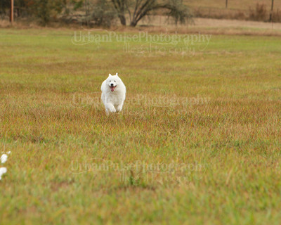 SCA2016_LURE COURSING-7353