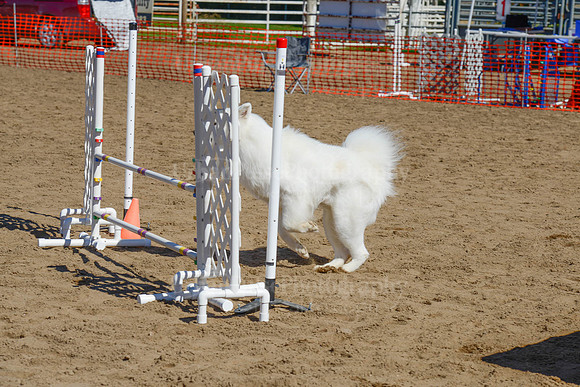 AGILITY-2335