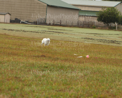SCA2016_LURE COURSING-7322