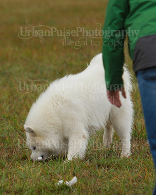 SCA2016_LURE COURSING-7639