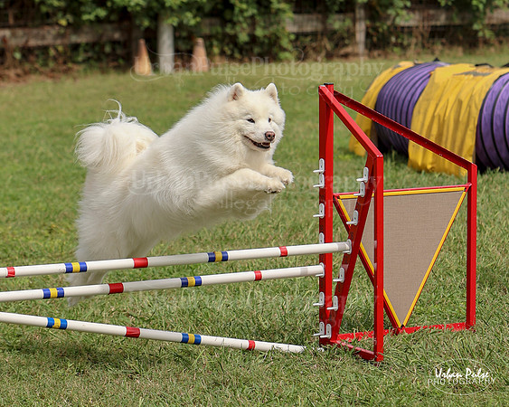 AGILITY-3076