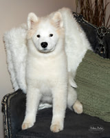 HEIDT PUPPIES 2024