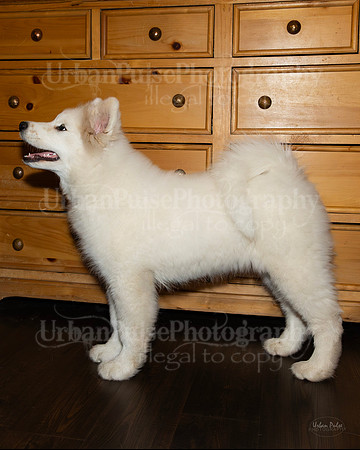 TesserxWish_2149
