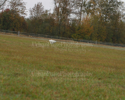 SCA2016_LURE COURSING-7573