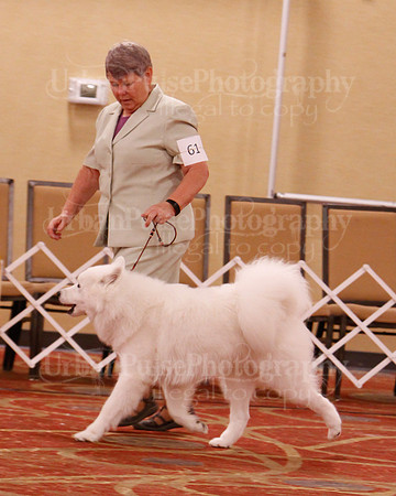 SCA2019 D BRED BY-9669