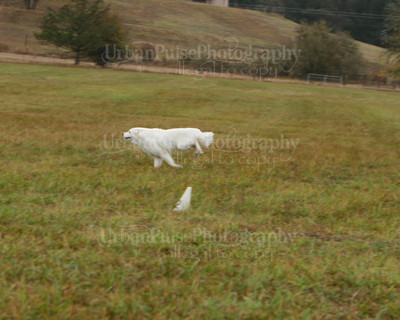SCA2016_LURE COURSING-7682