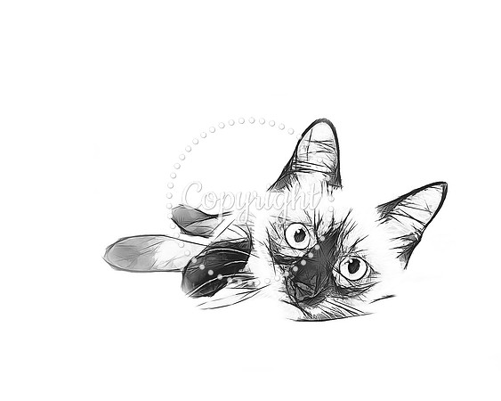CAT 6
